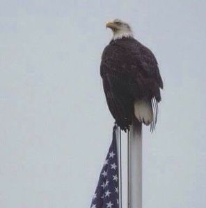 Meet your Posher, Todd